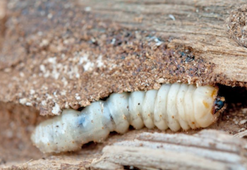 Afbeelding Houtworm zelf bestrijden